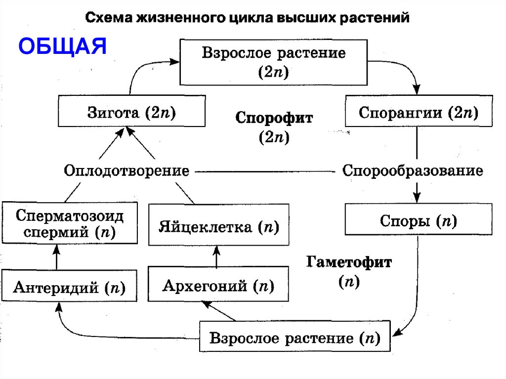 Цикл развития покрытосеменных растений схема с описанием для егэ биология