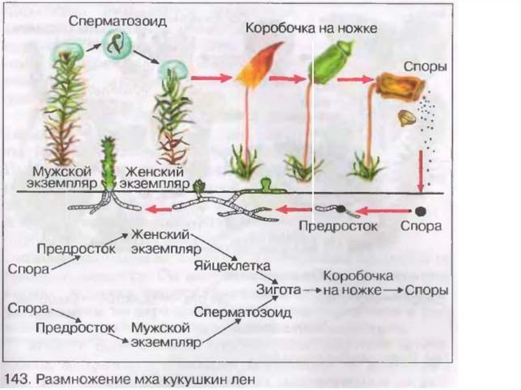 Жизненный цикл сфагнума схема с описанием