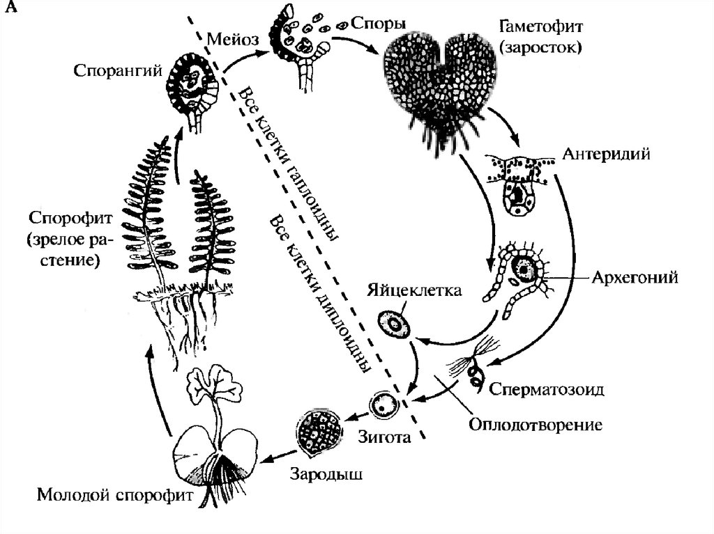 Какими цифрами обозначены на рисунке цикл развития папоротника