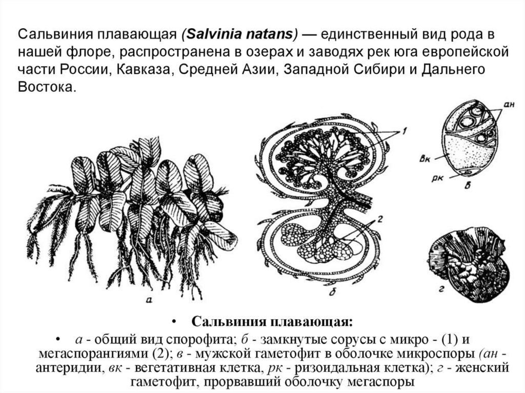 Сальвиния плавающая жизненный цикл схема