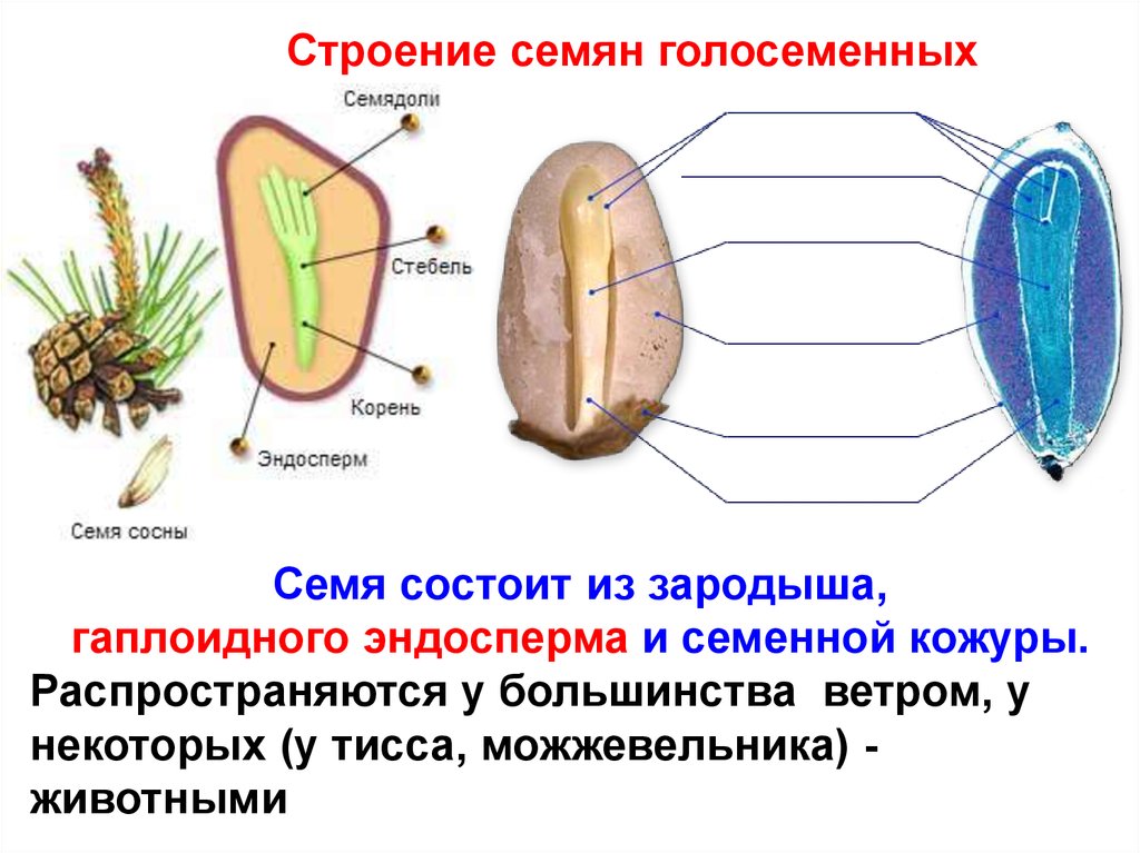 Внешнее строение семян голосеменных растений. Строение семени голосеменных растений. Строение семена голосеменных растений. Строение семя гоосеменгых.