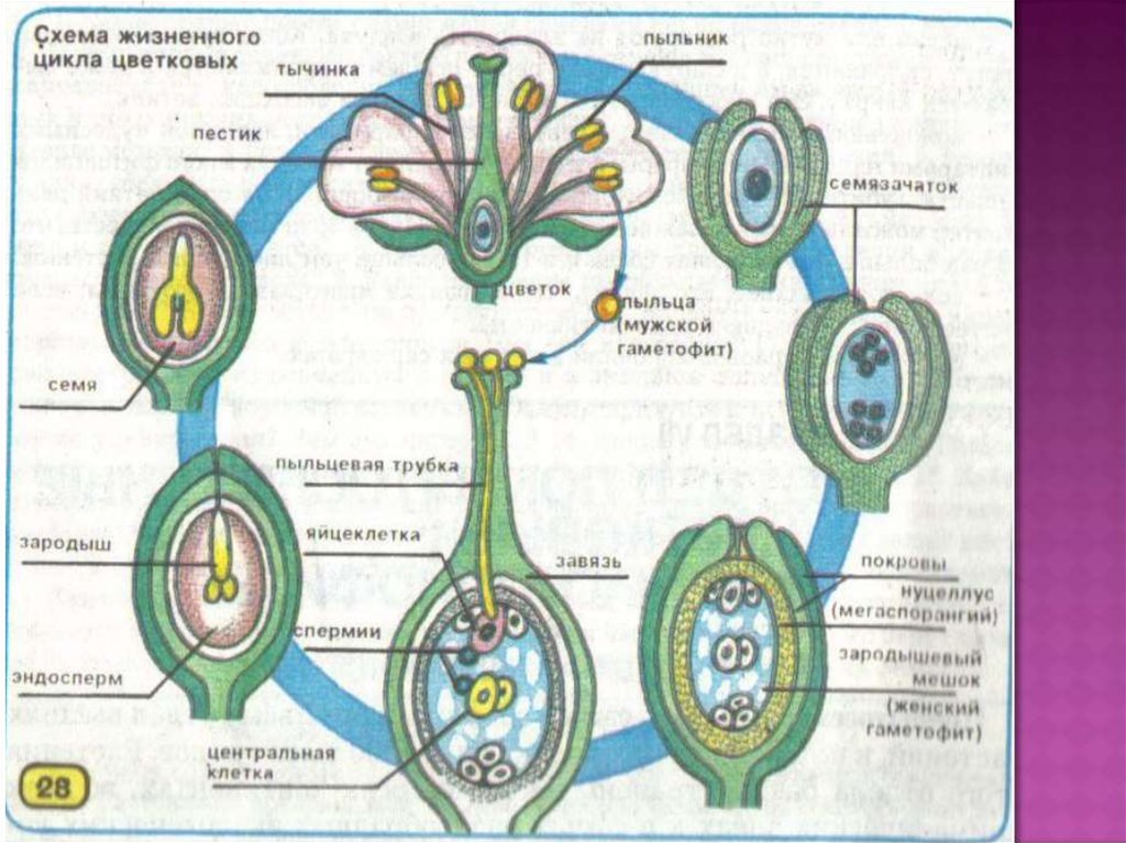 Происходит двойное оплодотворение голосеменные или покрытосеменные. Жизненный цикл покрытосеменных растений схема. Цикл развития покрытосеменных растений схема. Жизненный цикл покрытосеменных растений рисунок. Цикл развития цветкового растения схема.
