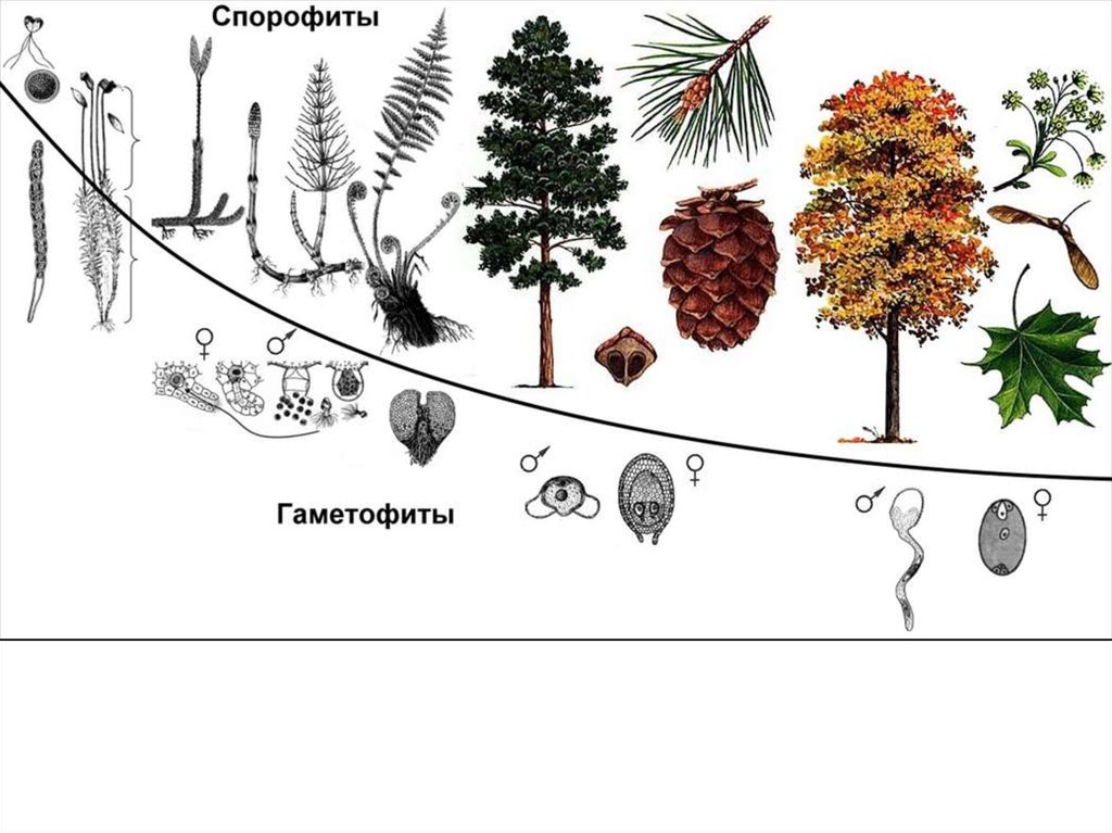 Чем представлен спорофит. Эволюция гаметофита растений. Эволюция гаметофита и спорофита схема. Корень голосеменных растений. Гаметофит голосеменных растений.