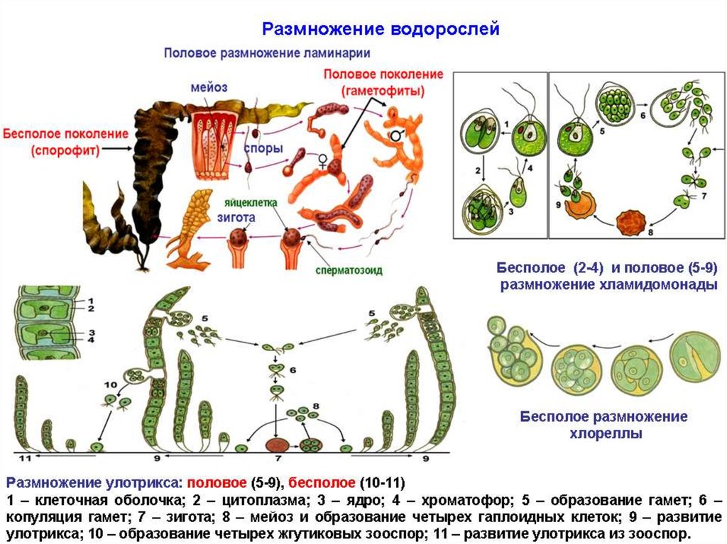 Циклы развития растений схемы егэ от водорослей до покрытосеменных