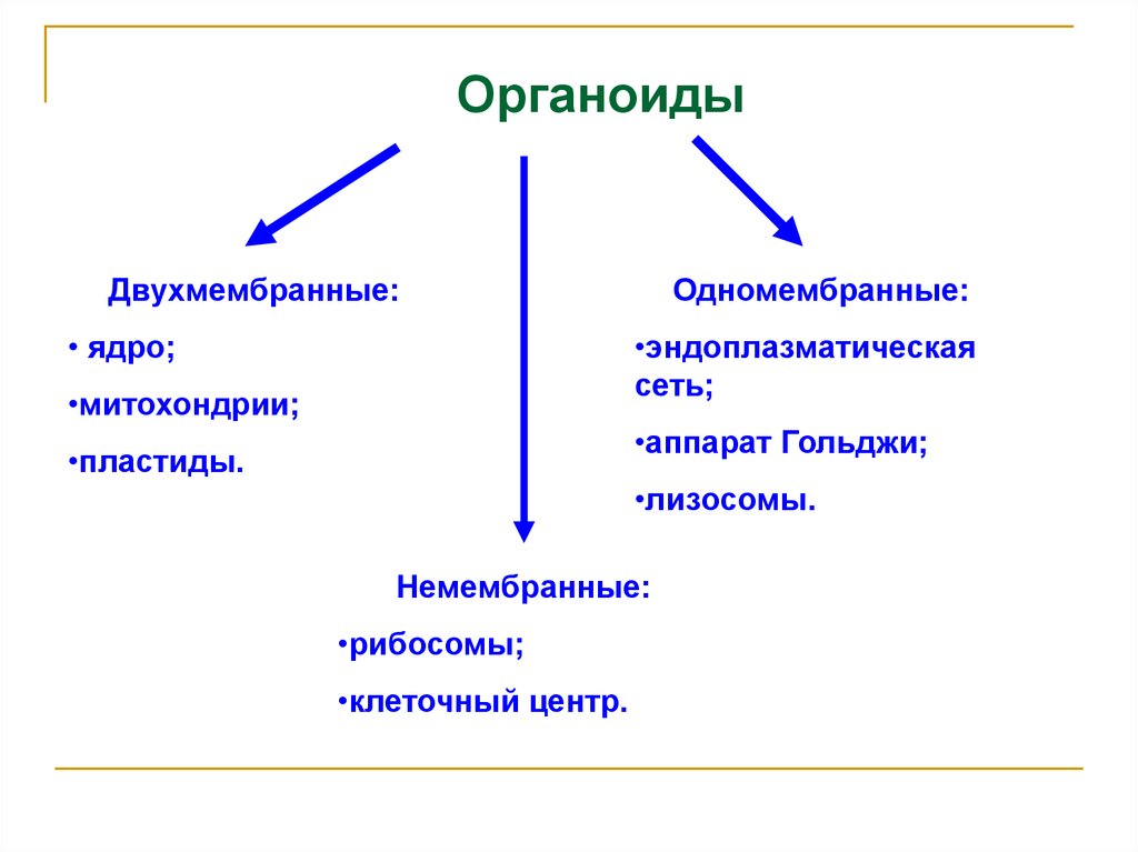 Одномембранные органоиды эукариот. Двухмембранные органоиды и одномембранные. Двухмесьраееые органидв. Двух мембранным органоидид. Мембранные и немембранные органоиды эукариотической клетки.