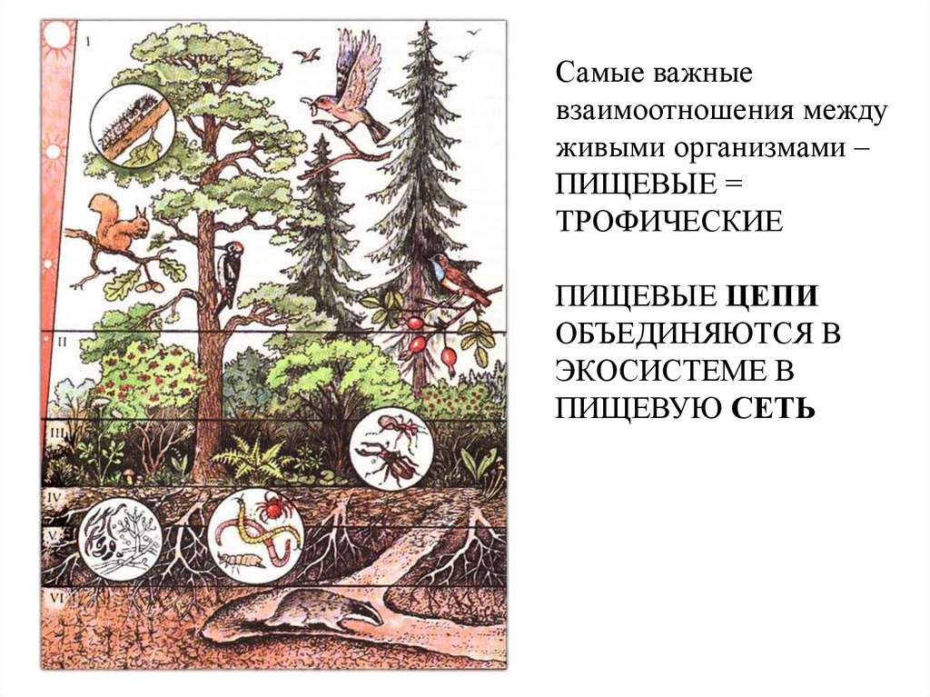 Какие организмы обитают в лесу. Ярусность лесного биоценоза. Биоценоз хвойного леса ярусы. Ярусность экосистемы леса. Ярусность тайги растения.