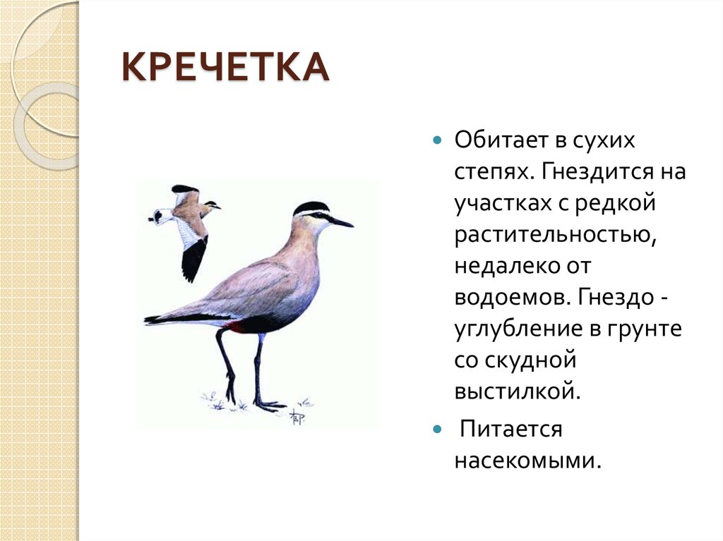 Где обитает из красной книги. Кречетка красная книга. Кречетка красная книга краткое описание. Птицы из красной книги Башкортостана. Животные из красной книги Кречетка.