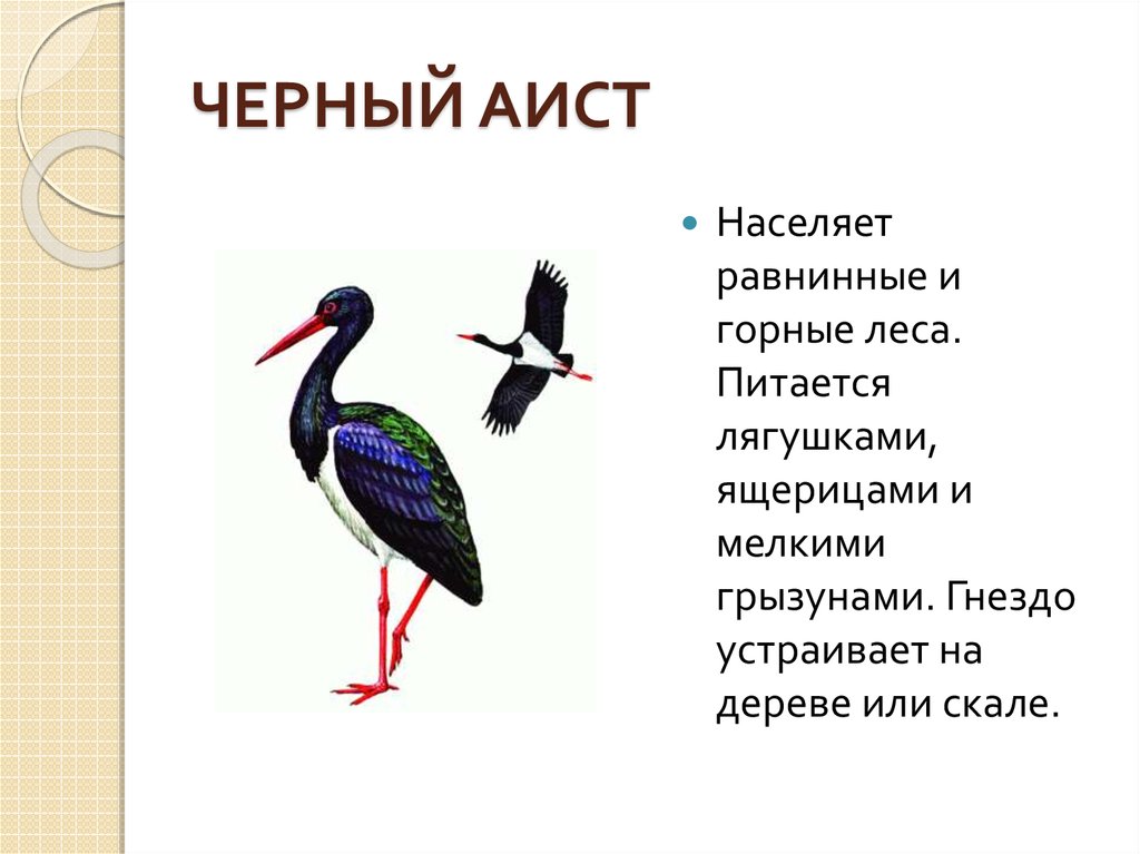 Черный аист из красной книги рисунок