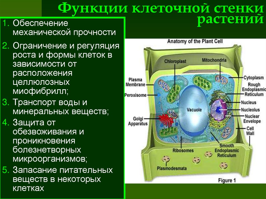 Функции клеточной стенки растений