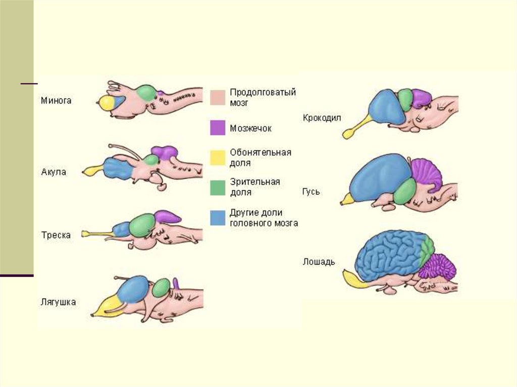 Эволюция мозга у позвоночных животных