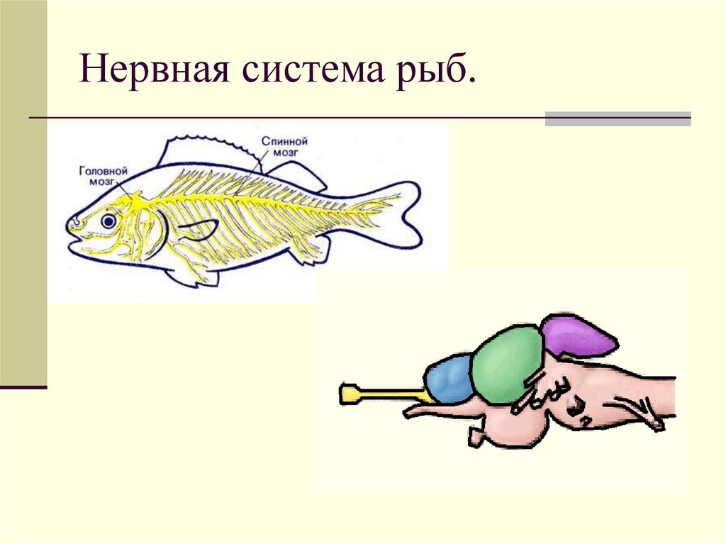 Какой мозг у рыб. Нервная система рыб. Трубчатая нервная система у рыб. Нервная система рыб схема. Строение нервной системы рыб.