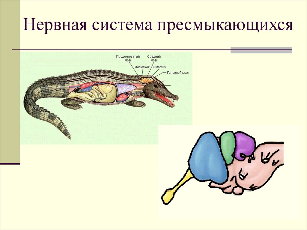 Мозг амфибий и рептилий