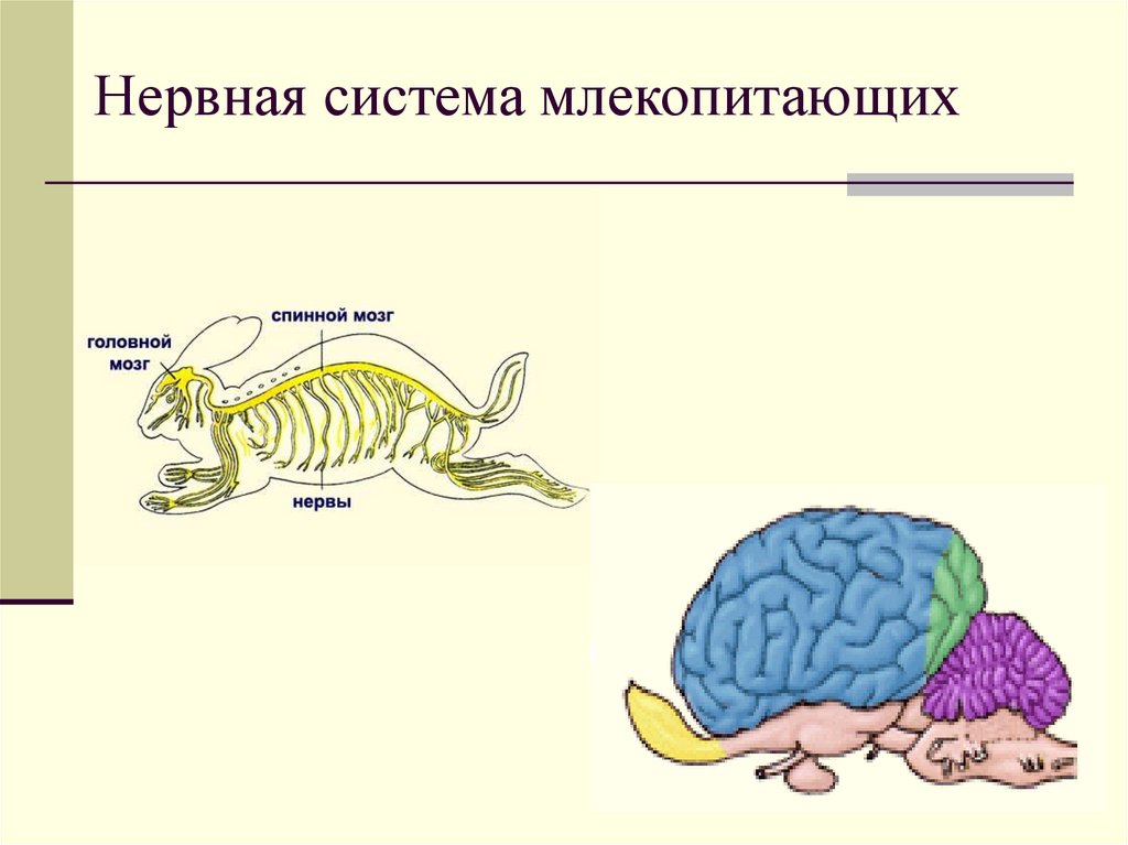 Нервная система и органы чувств млекопитающих. Схема строения нервной системы млекопитающих. Строение нервной системы млекопитающих 7 класс. Эволюция нервной системы млекопитающих. Млекопитающие нервная система кратко таблица.