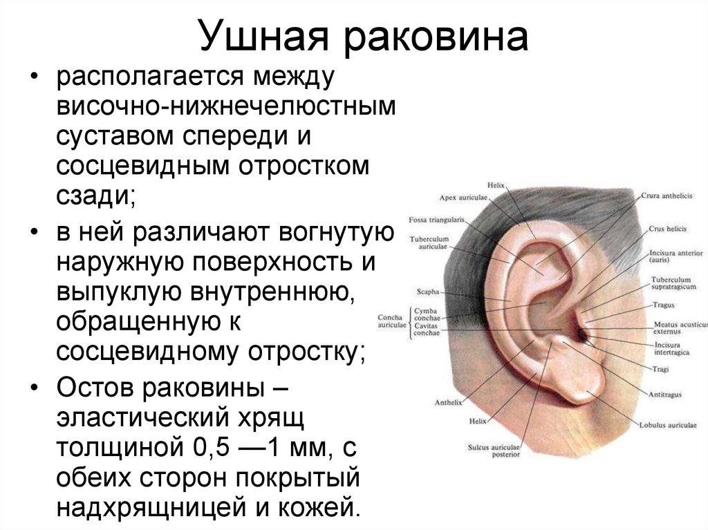 Особенности ушной раковины. Строение уха что такое козелок сосцевидный отросток. Анатомия уха и сосцевидного отростка. Наружная ушная раковина анатомия. Сосцевидные отростки ушной раковины анатомия.