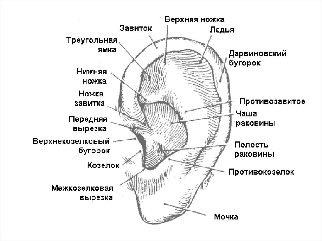 Внешняя ушная раковина. Структура ушной раковины человека схема. Строение ушной раковины человека схема. Козелок ушной раковины анатомия. Строение уха человека схема снаружи.
