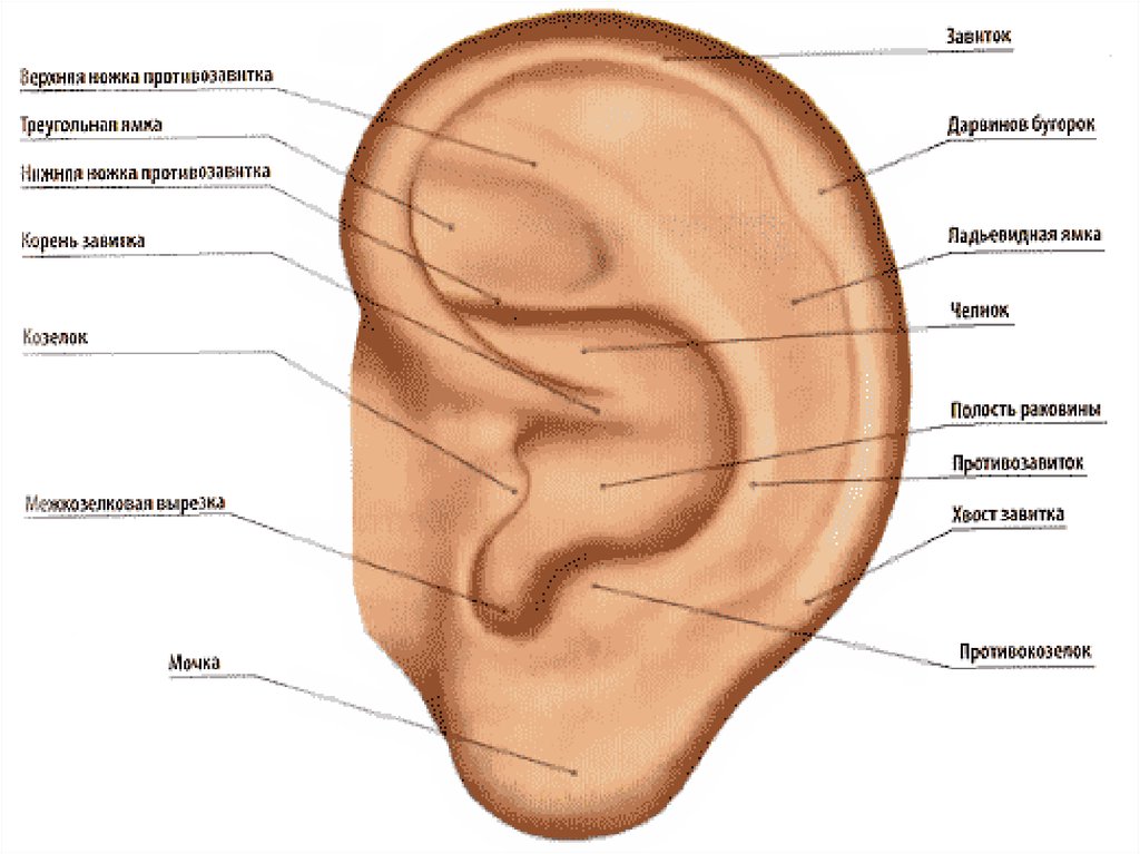 Ушные раковины мозг. Козелок ушной раковины анатомия. Ушная раковина анатомия строение уха. Строение наружной ушной раковины. Наружная ушная раковина анатомия.