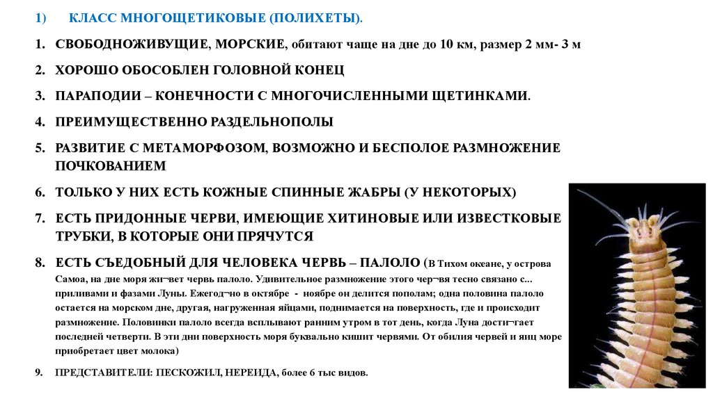 Полость тела многощетинковых червей. Полихеты свободноживущие. Полихеты характеристика. Конечности полихет. Бесполое размножение полихет.