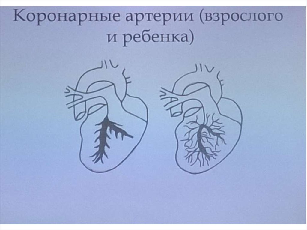 Анатомо физиологические особенности ссс презентация