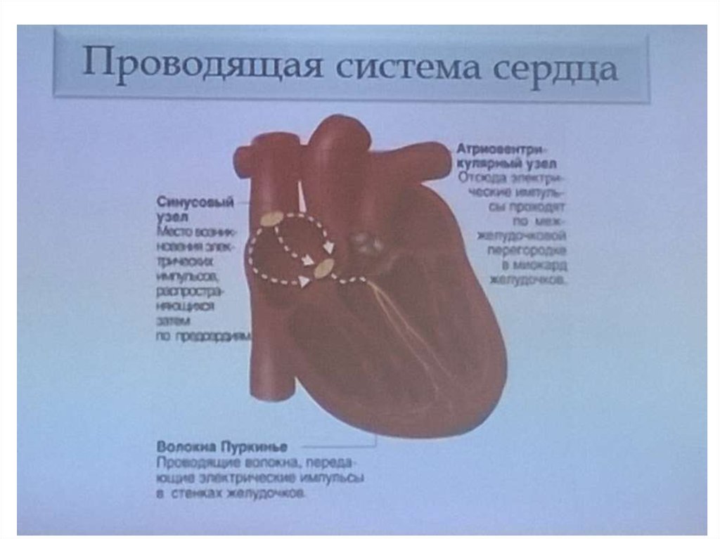 Сердечная система у детей