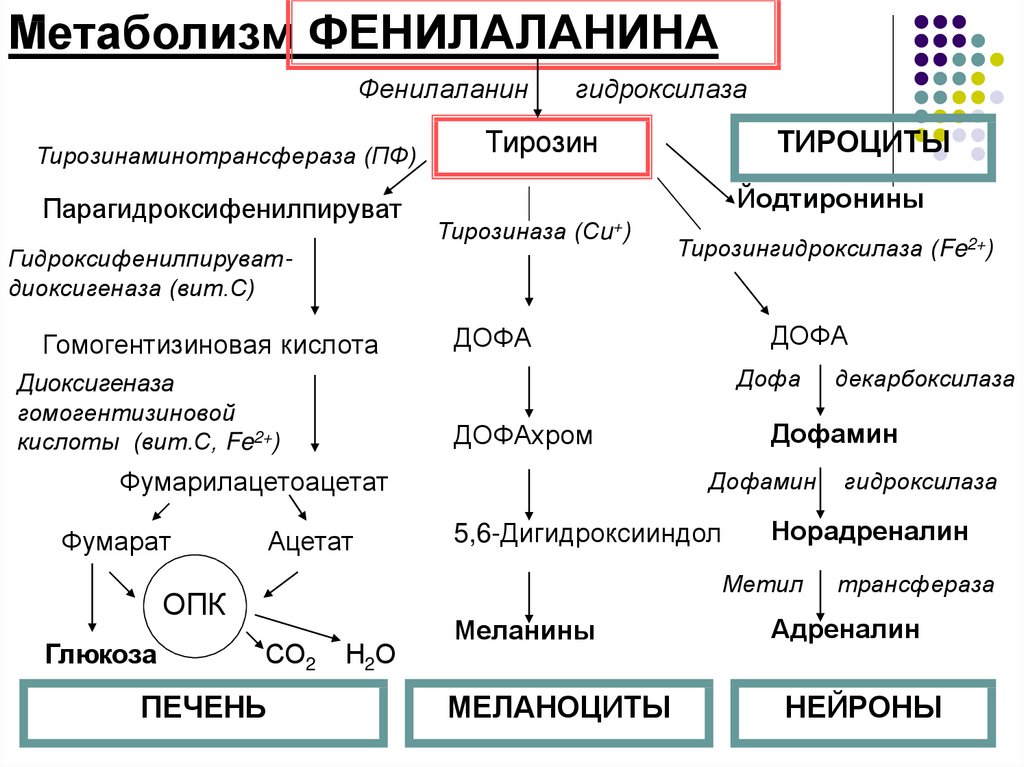 Фенилаланин вред. Метаболизм фенилаланина биохимия. Пути метаболизма фенилаланина. Метаболизм тирозина в меланоцитах. Схема катаболизма тирозина в печени.