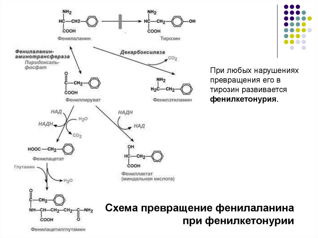 Фенилаланин образуется