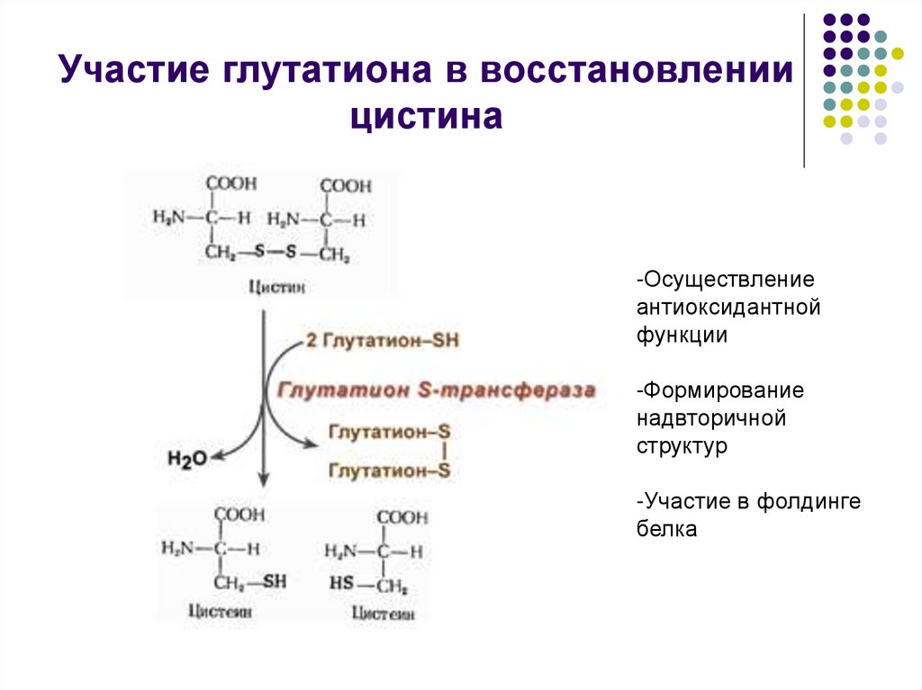 Схема образования глутатиона