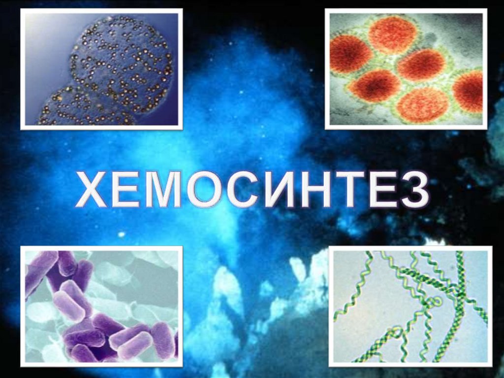 Организмы хемосинтетики. Хемосинтетики и хемотрофы. Хемосинтезирующие бактерии. Хемосинтез бактерий. Хемосинтез фото.