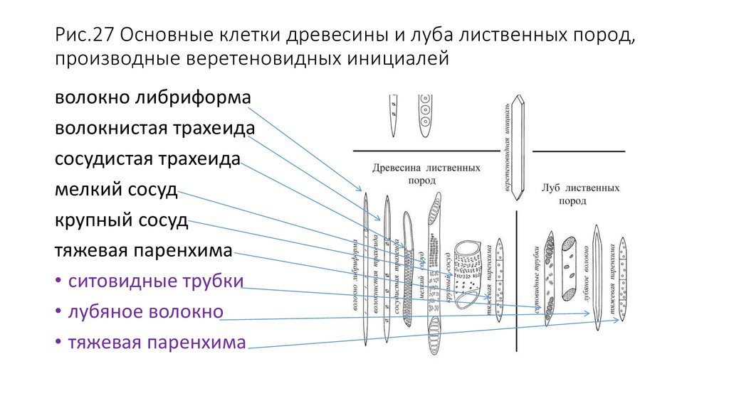 Клетки древесины и луба. Основные клетки древесины. Веретеновидные инициали. Древесина уровень организации. Производные инициали.