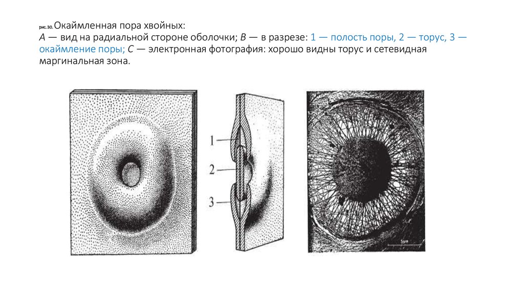 Проект пор. Окаймленные поры. Строение окаймленной поры. Окаймленная пора растения. Окаймленные поры в древесине сосны.