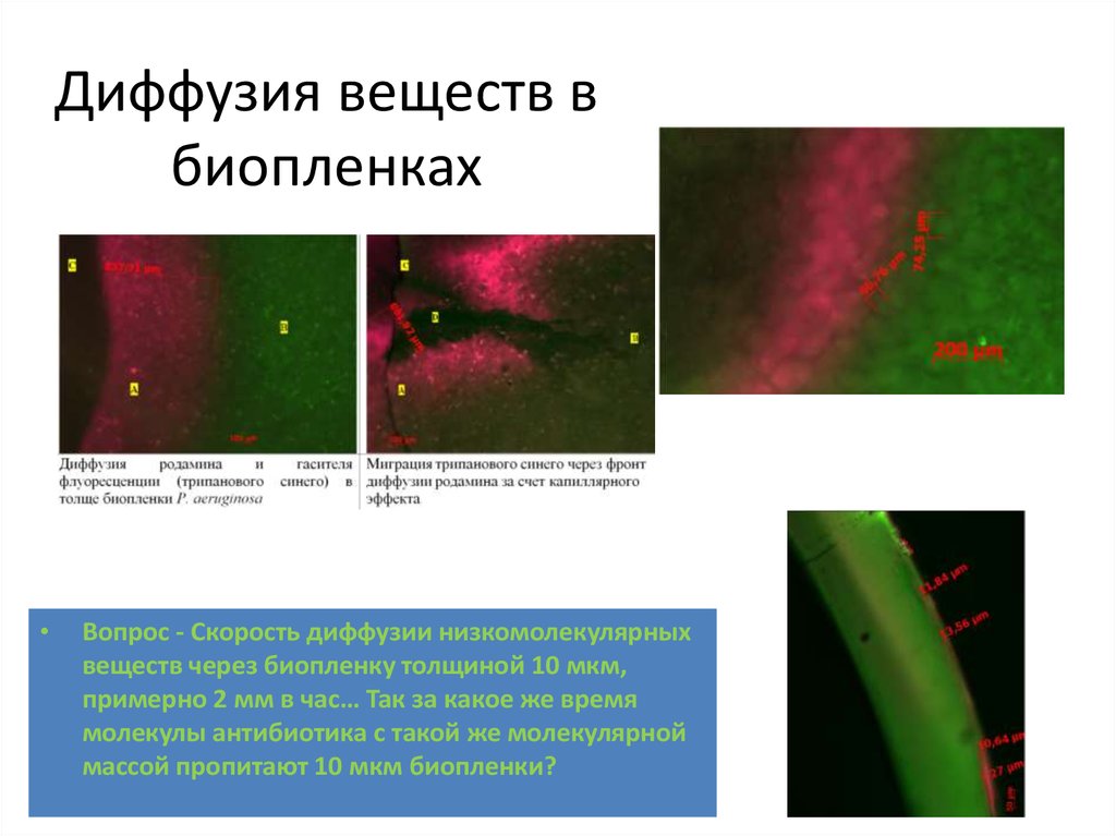 Диффузия вещества. Биопленки бактерий. Скорость диффузии. Индикатор биопленки. Биопленки на растениях.