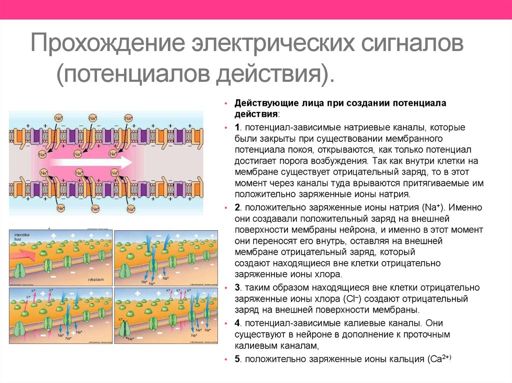 Прохождение электрических сигналов (потенциалов действия).