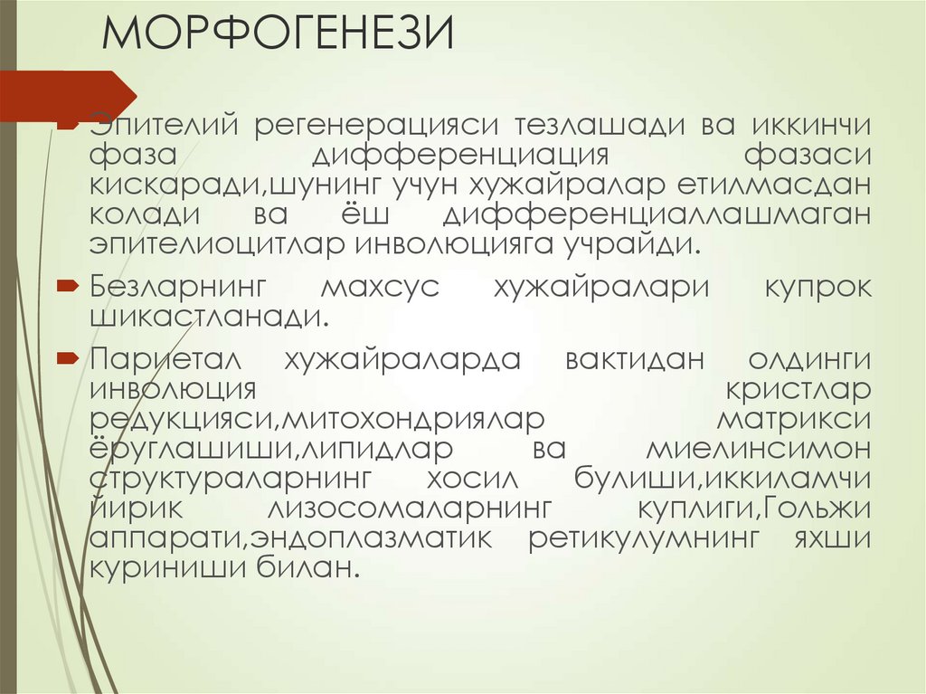 МОРФОГЕНЕЗИ