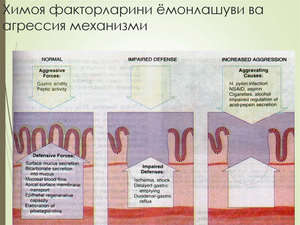 Химоя факторларини ёмонлашуви ва агрессия механизми