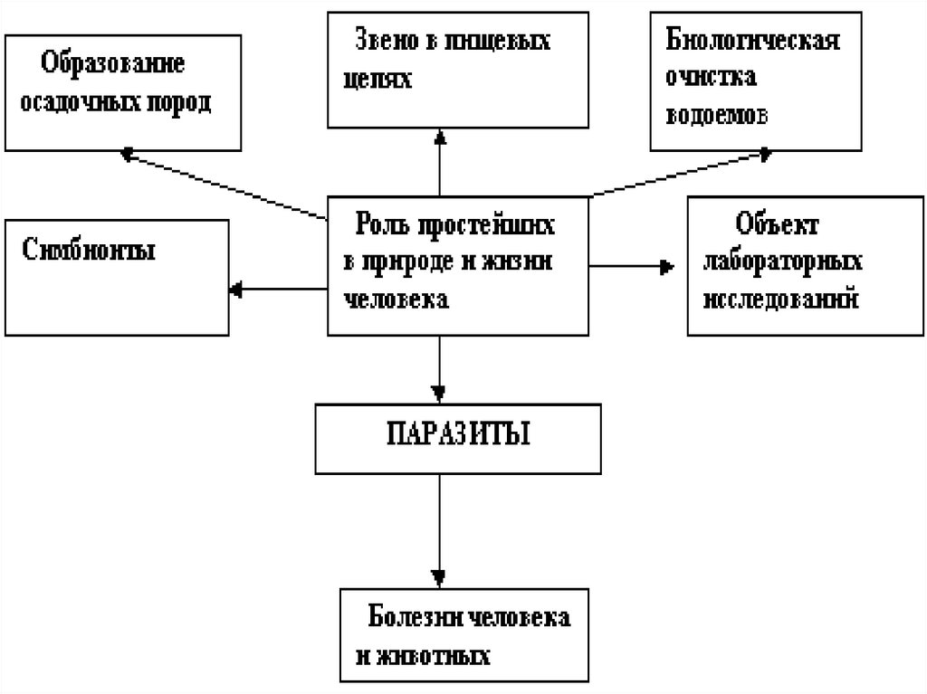 Роль простейших в природе. Схема значение простейших. Значение простейших в жизни человека таблица. Роль простейших в природе и жизни человека таблица. Роль простейших в природе и жизни человека.