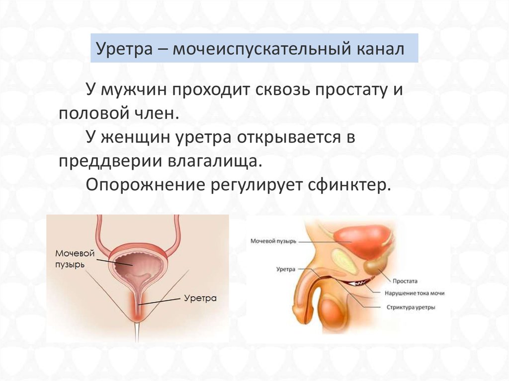 Отличие полового. Сфинктеры женского мочеиспускательного канала. Сфинктеры мужского мочеиспускательного канала. Мочеиспускательный канал у женщин.