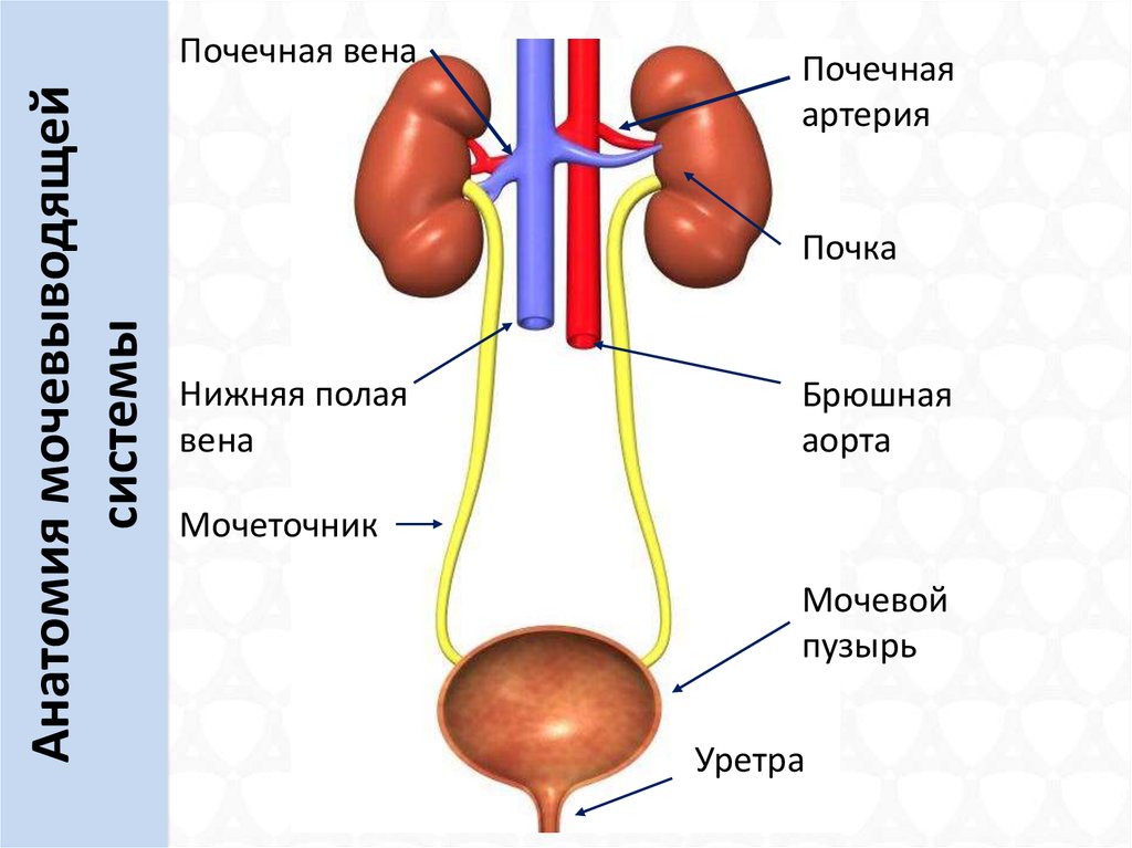 Артерия и вена почки. Почечная артерия Вена мочеточник. Почка артерия Вена мочеточник. Мочевыводящие пути мочеточники строение. Мочеточники и мочевой пузырь анатомия.