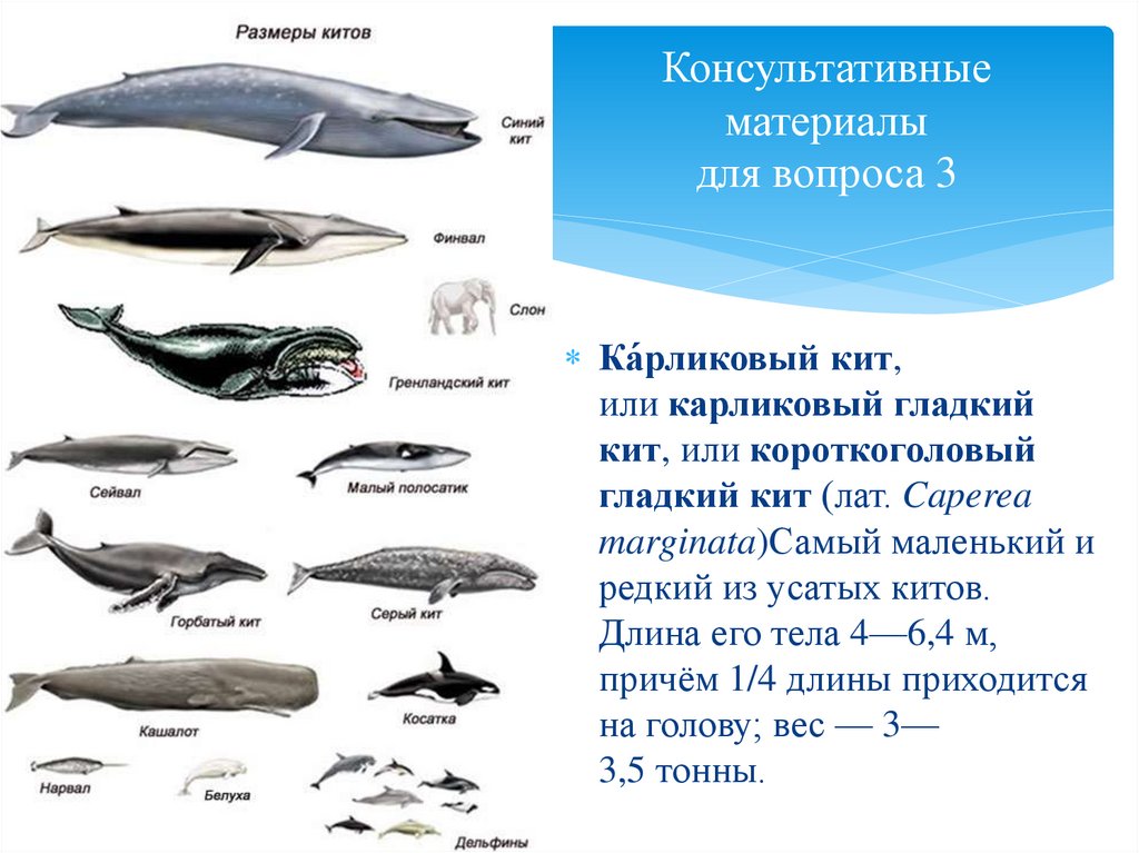 Физиологические признаки синего кита. Синий кит Размеры и вес в сравнении. Размер кита. Размеры китов.