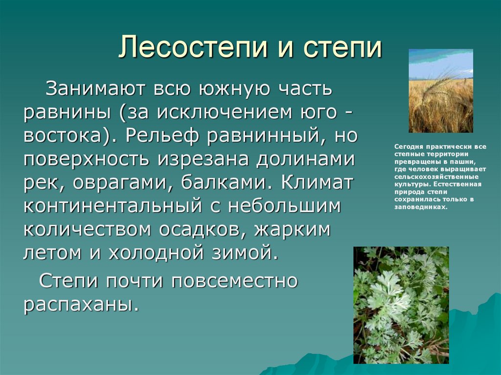 Степи и лесостепи отличаются богатством климатических ресурсов. Рельеф лесостепи. Степи и лесостепи. Природа лесостепей и степей России. Природные зоны степи и лесостепи.