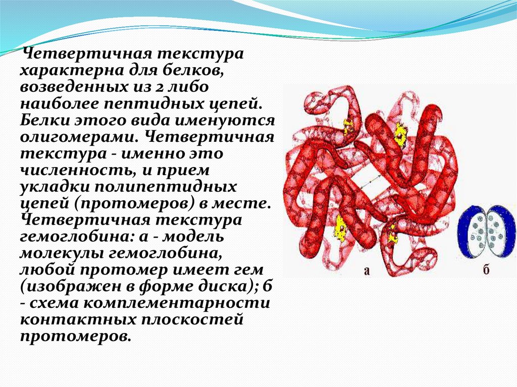 Четвертичная структура белка образуется в результате взаимодействия