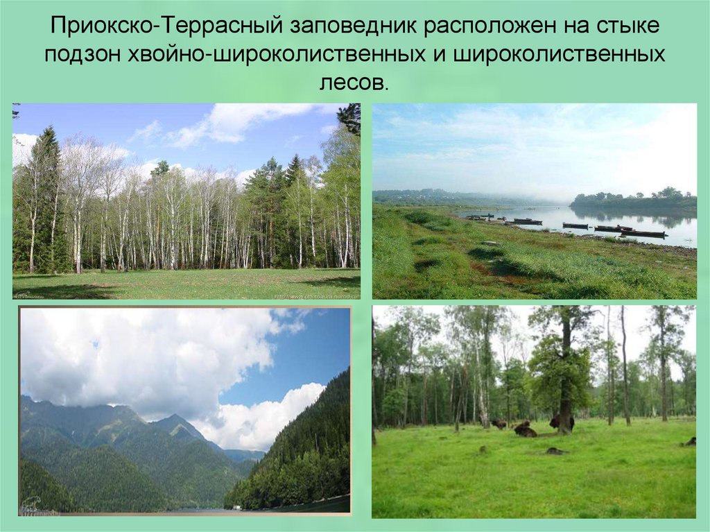 Охрана природной зоны широколиственных лесов. Заповедники в зоне лесов. Зона смешанных лесов заповедники. Заповедники Лесной зоны.