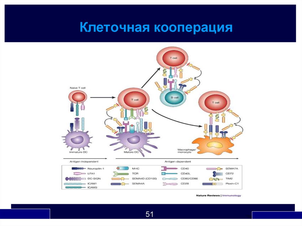 Схема кооперации. Кооперация клеток в иммунном ответе иммунология. Трехклеточная схема кооперации иммунология. Схема кооперации клеток. Межклеточная кооперация схема.