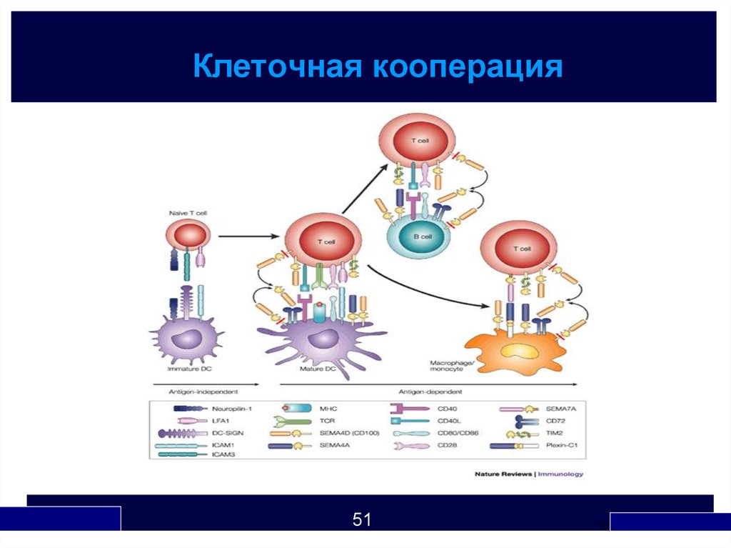 Межклеточная кооперация схема