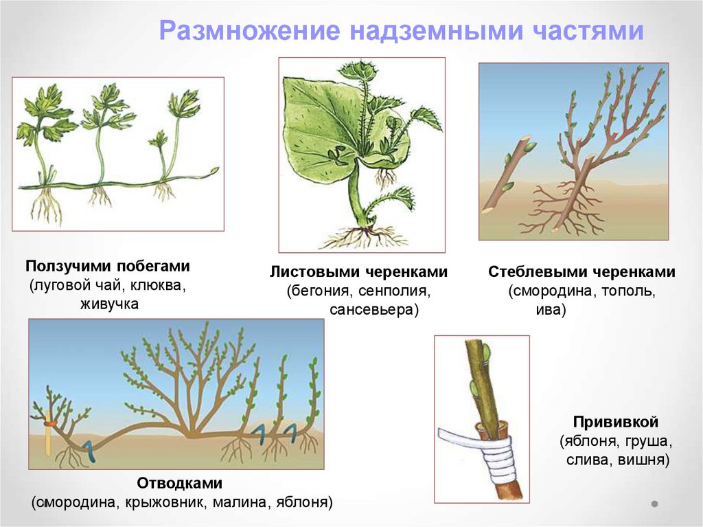 Размножить изображение онлайн