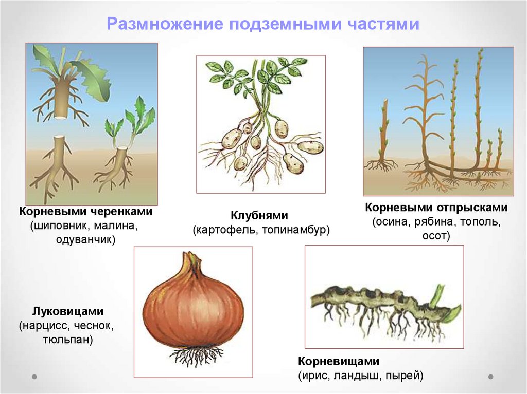Пример процесса иллюстрирующего размножение у растений. Вегетативное размножение растений это бесполое размножение. Типы вегетативного размножения растений 6 класс. Бесполое размножение вегетативное. Способ вегетативного размножения растения биология.
