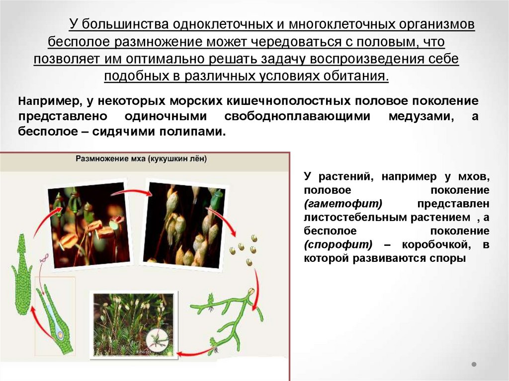 Бесполое поколение половое поколение развиваются архегонии