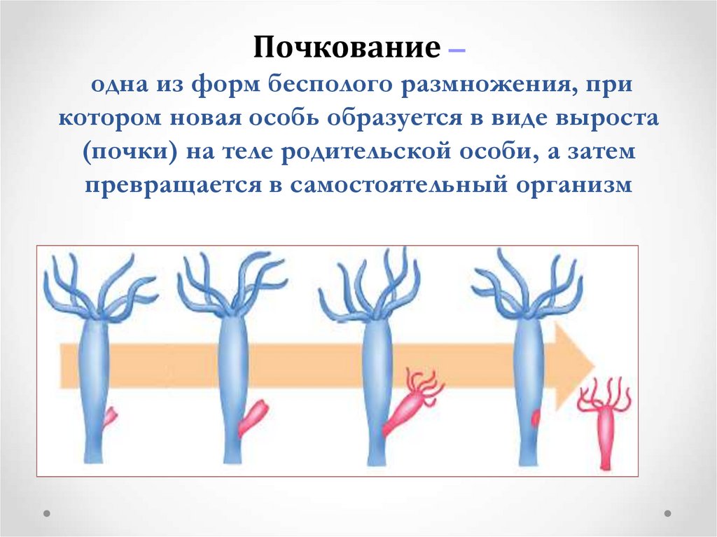 Пример почкования бесполого