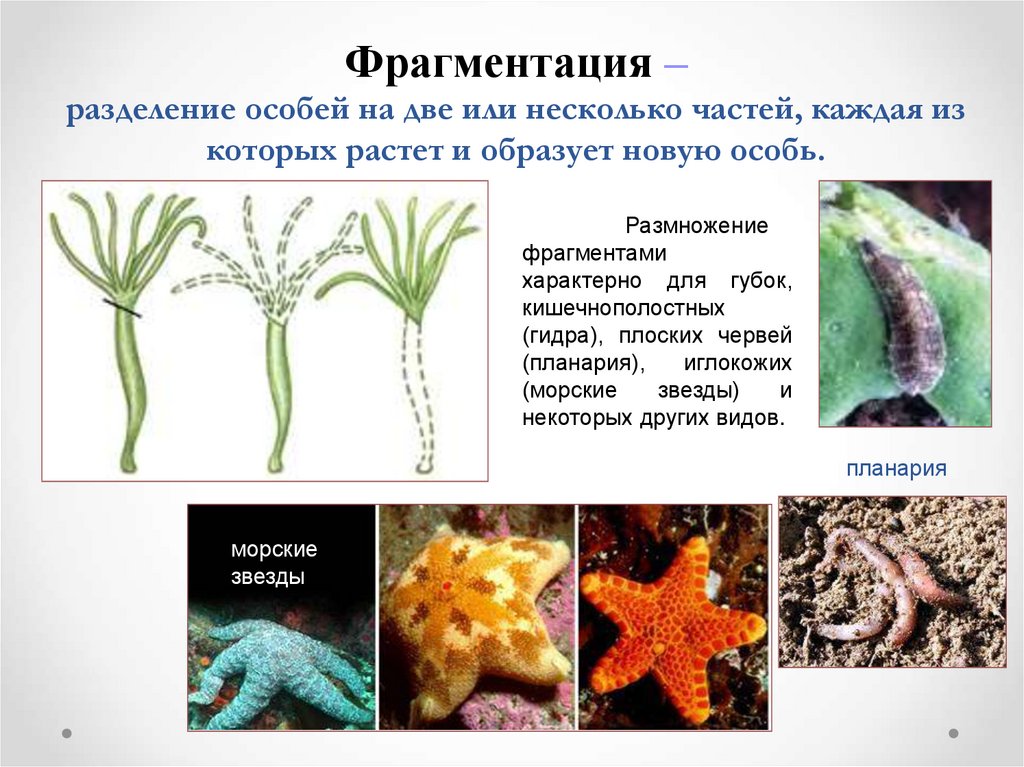 Бесполое размножение в природе. Фрагментация. Фрагментация бесполое размножение. Фрагментация характерна для. Фрагментация бесполое размножение примеры.