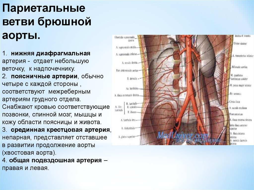 Брюшная аорта таблица