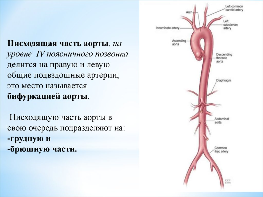 Общий план строения артерий