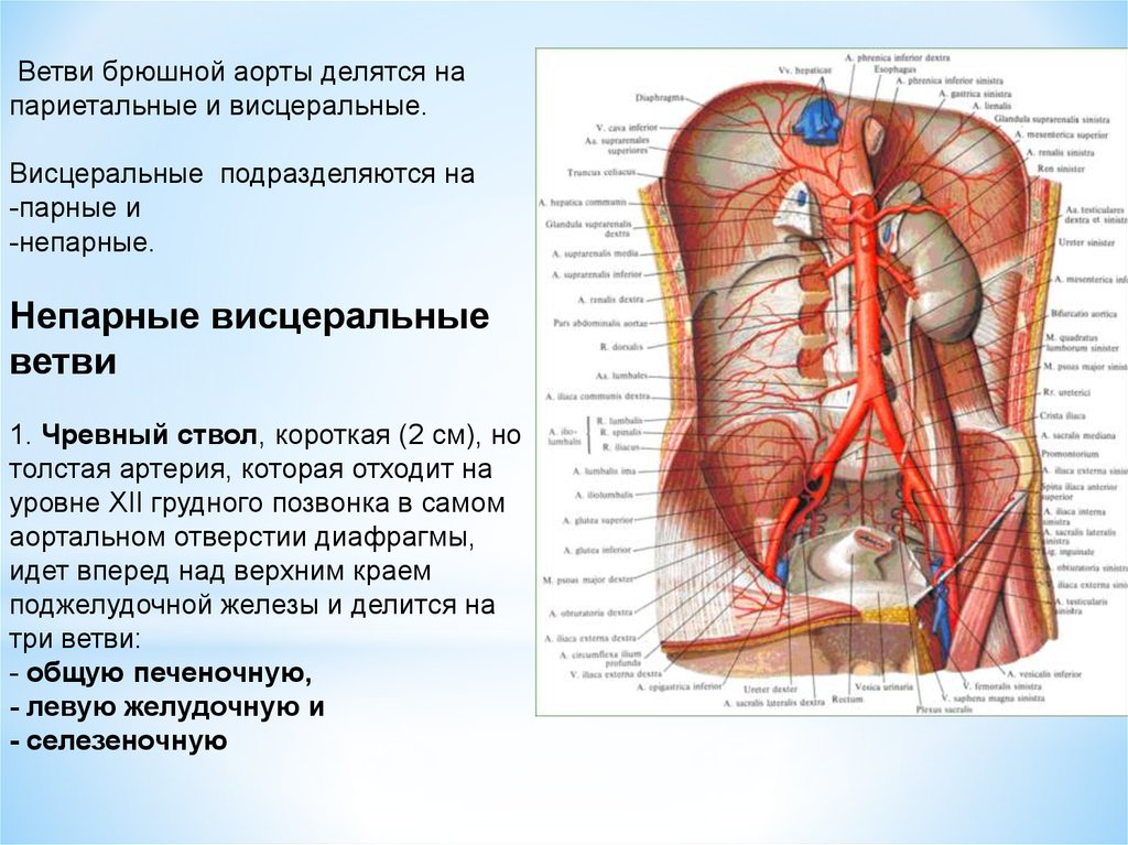 Брюшная часть аорты схема